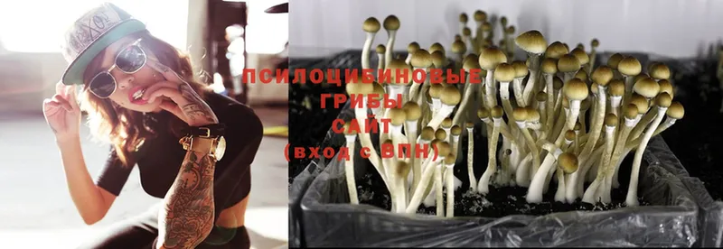 даркнет сайт  Колпашево  Галлюциногенные грибы Psilocybine cubensis 